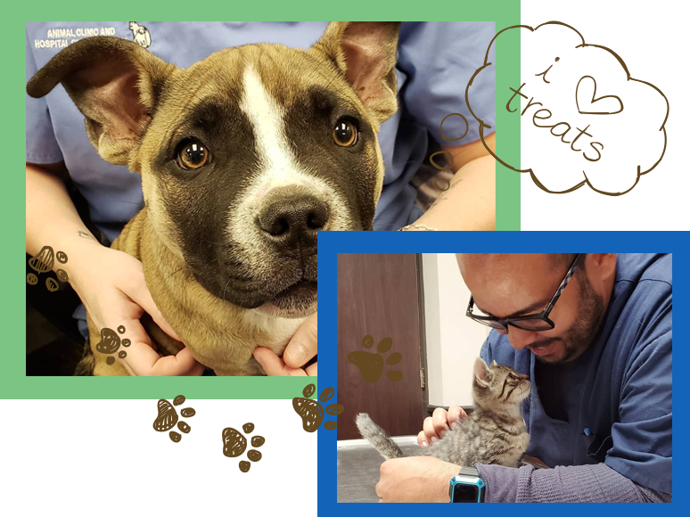Pet Surgery in Jersey City | Jersey City Veterinarians